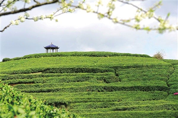 貴定縣雲霧鎮鳥王村茶園旖旎風光