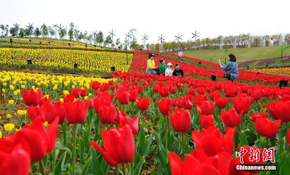 江西新餘市仙女湖區凱光植物園內各種鬱金香豔麗綻放.