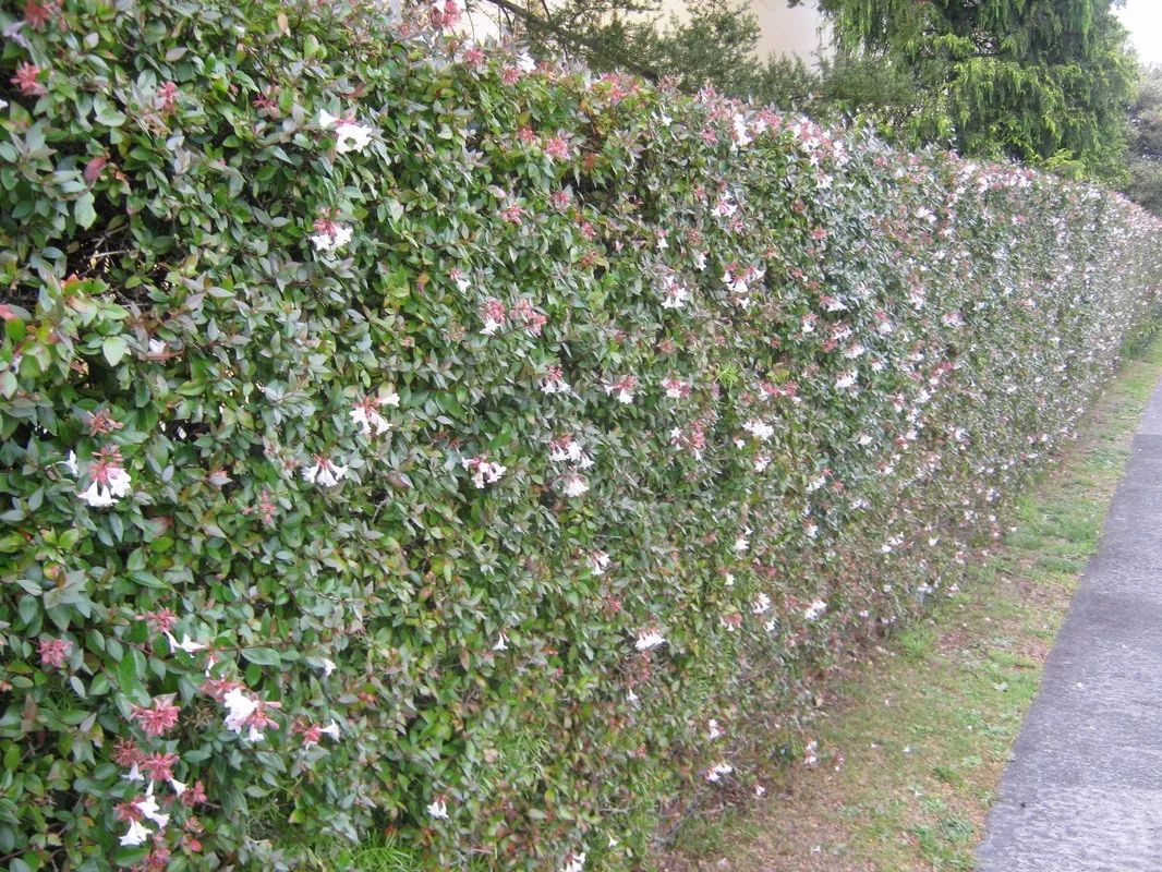 10种适合养在栅栏围墙上的爬藤开花植物把院子养成一片花海
