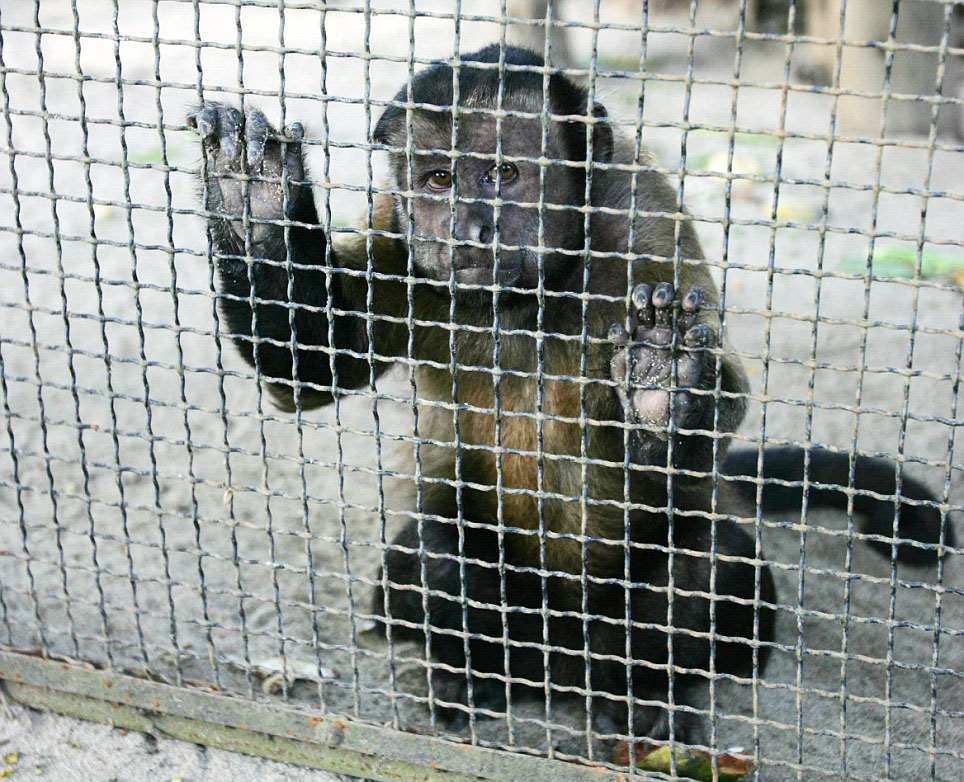 蘇臘巴亞動物園就像恐怖的動物監獄