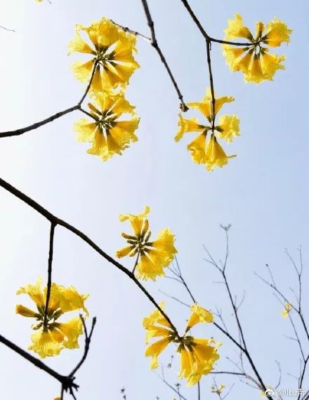 旅遊 正文 黃花風鈴木的花語是感謝,春天的時候,滿城