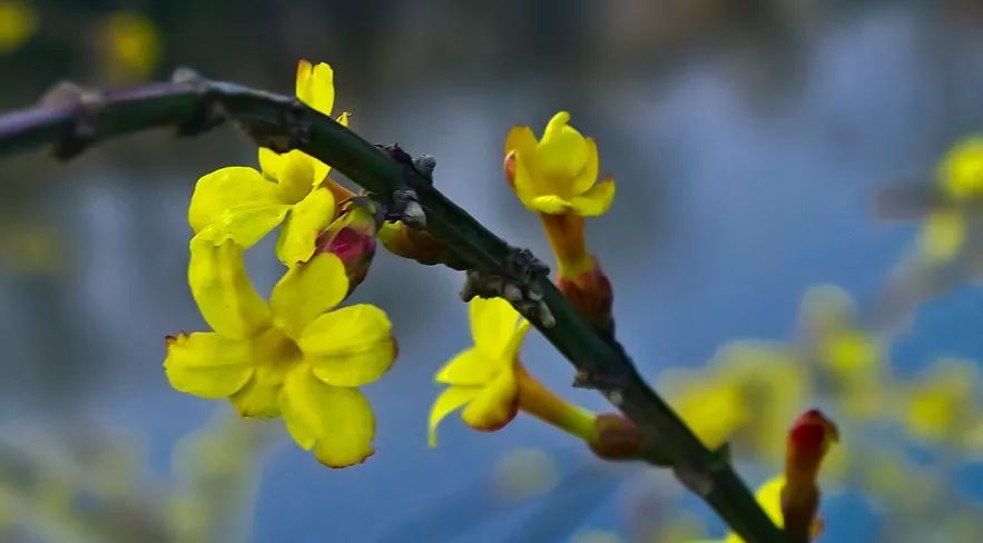 偏凌早春发应诮众芳迟古诗词中的迎春花