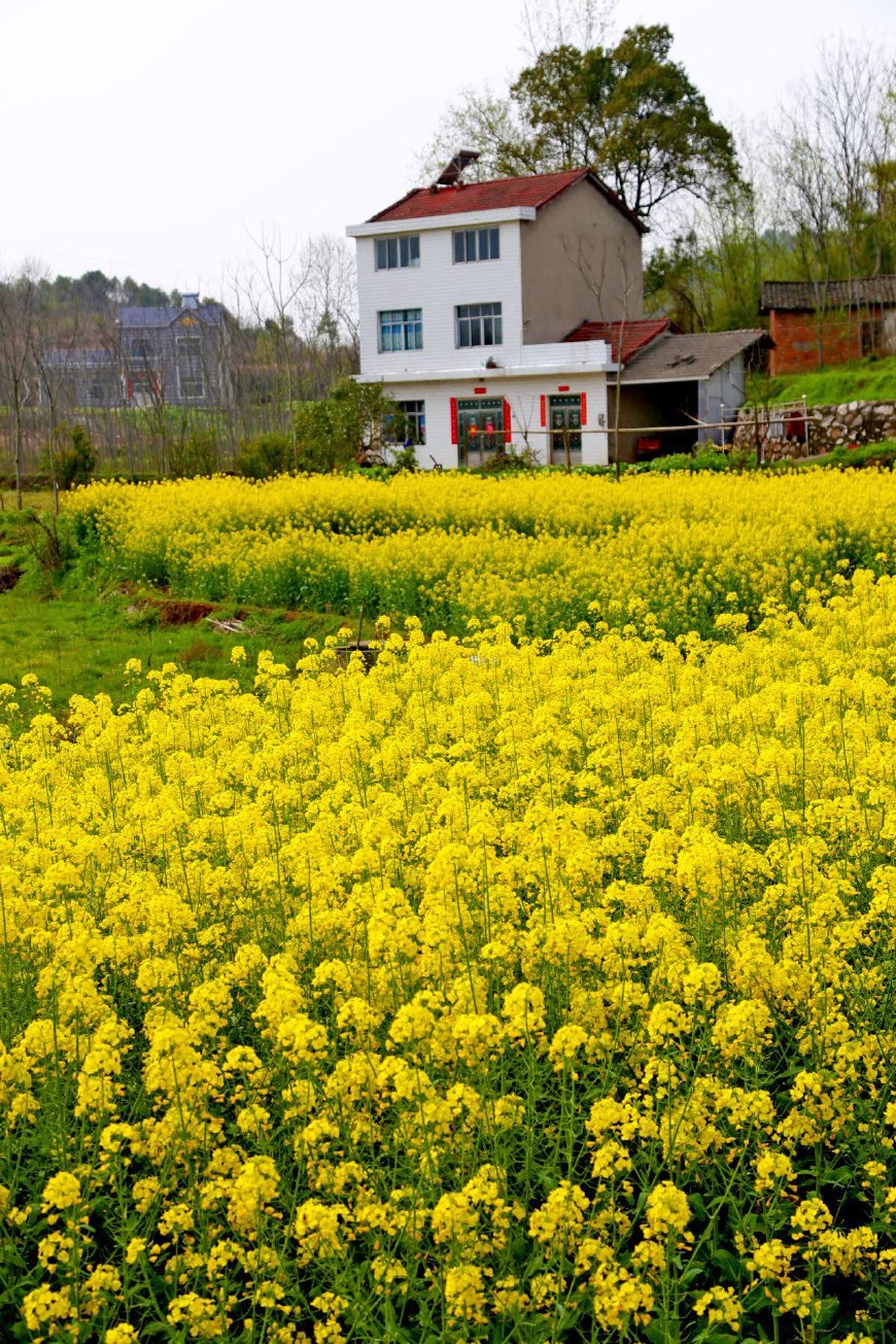 水泉坪油菜花图片