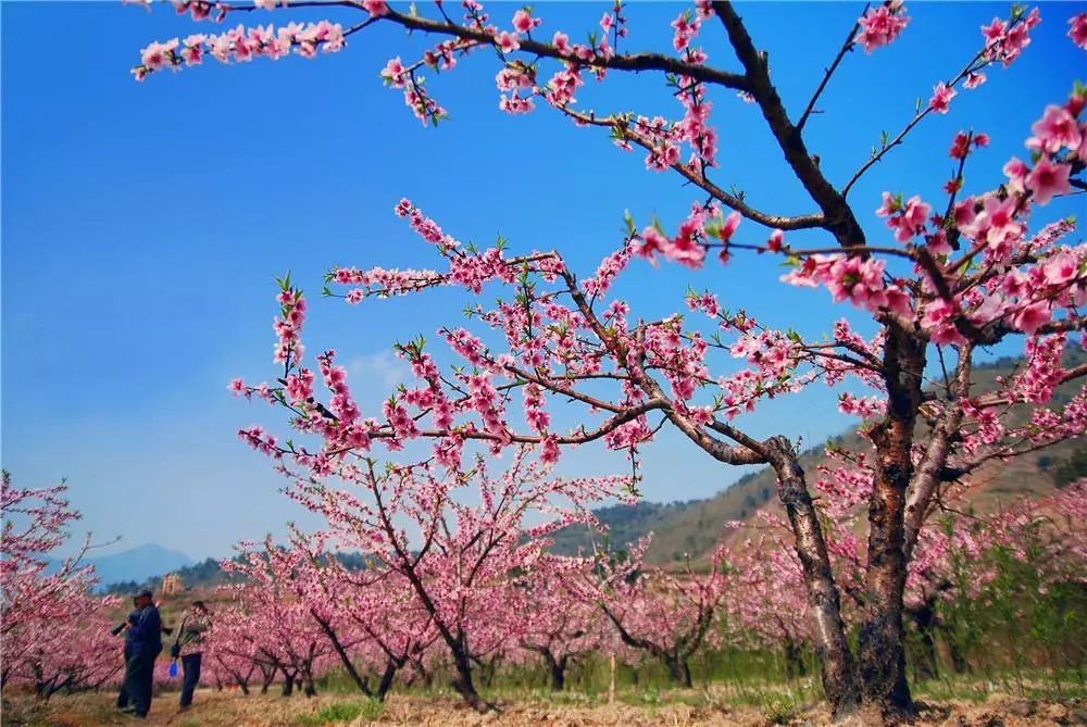 宁波桃花即将进入盛花期桃花节最全攻略赏花就去这里