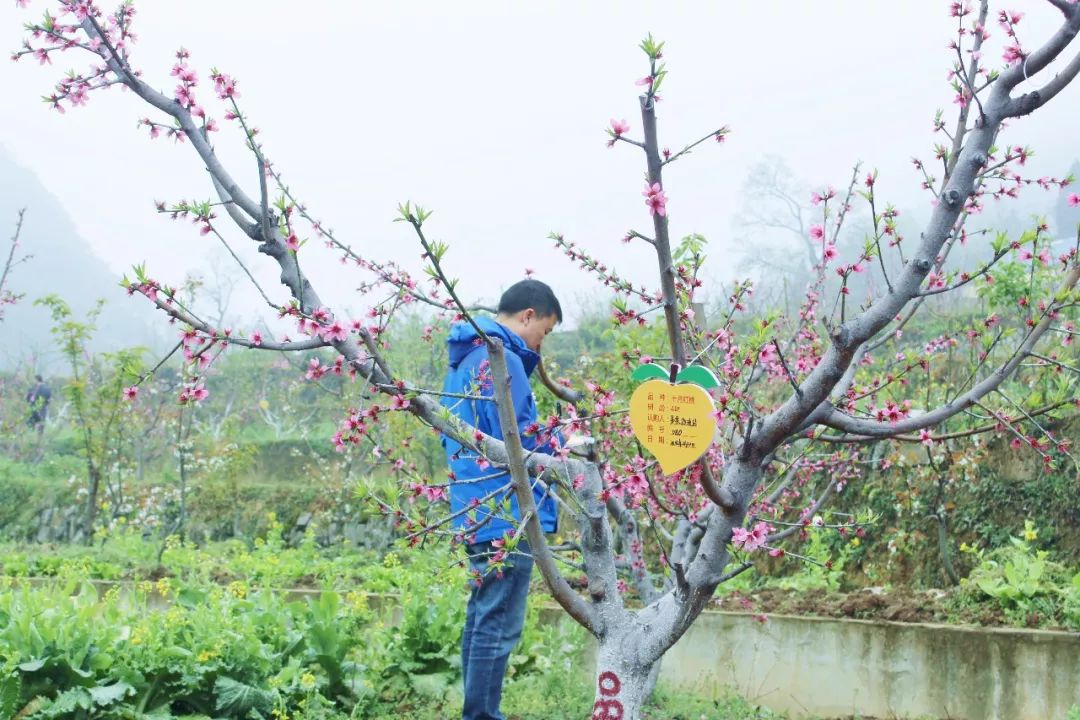 山桃树树牌图片