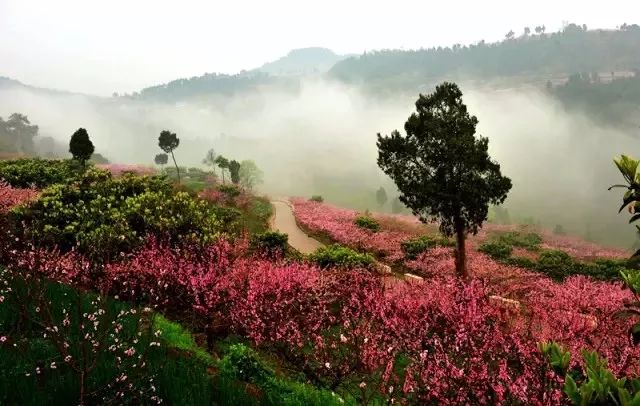 龍泉桃花太出名