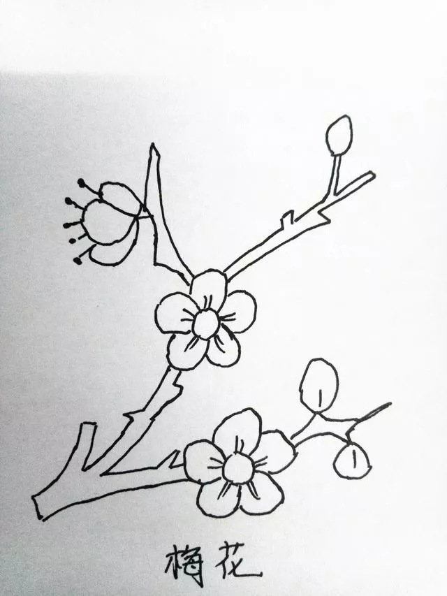 梅花是中国十大名花之首,与兰花,竹子,菊花一起列为四君子,与松,竹并