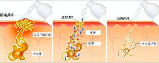 大汗腺位置图图片