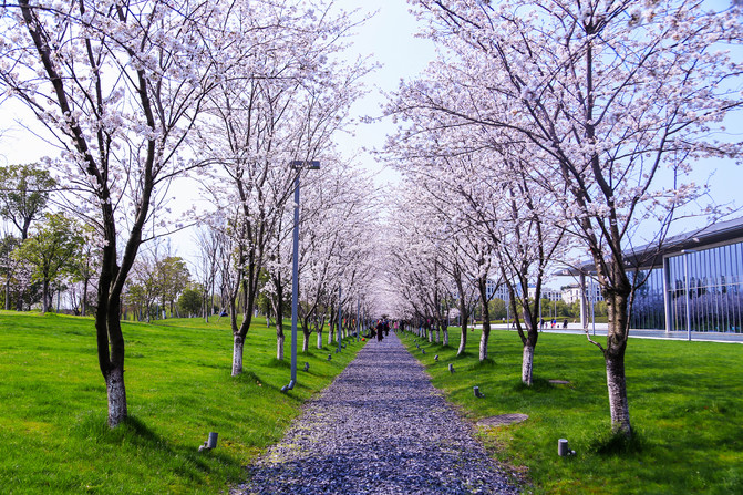 浪漫樱花季,杭州又一处最美樱花大道