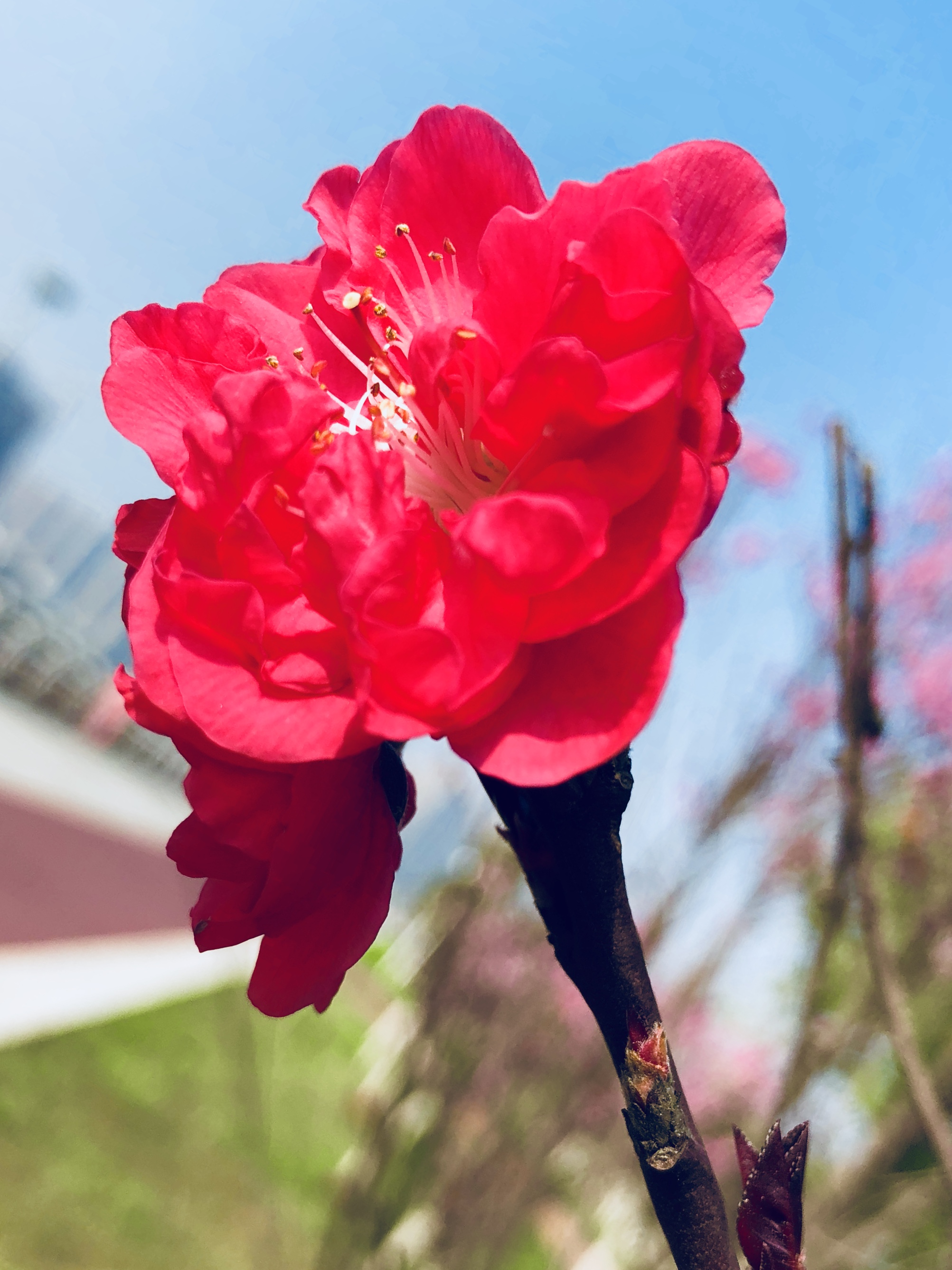 春天裡最美麗的花朵