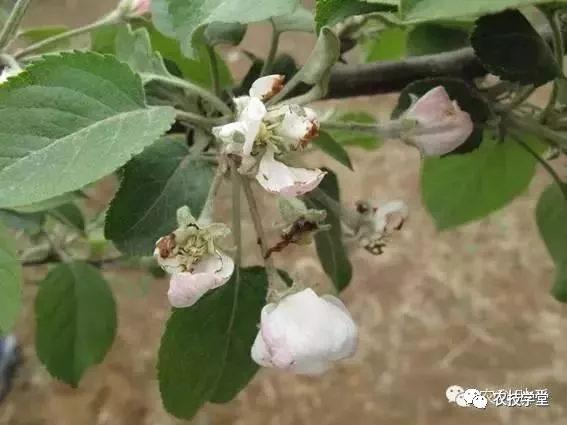 技術貼蘋果週年管理之一顯蕾開花坐果