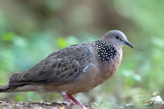 珍珠鳩,斑頸鳩,珠頸鴿,斑甲,是分佈在南亞,東南亞地區以及中國南方