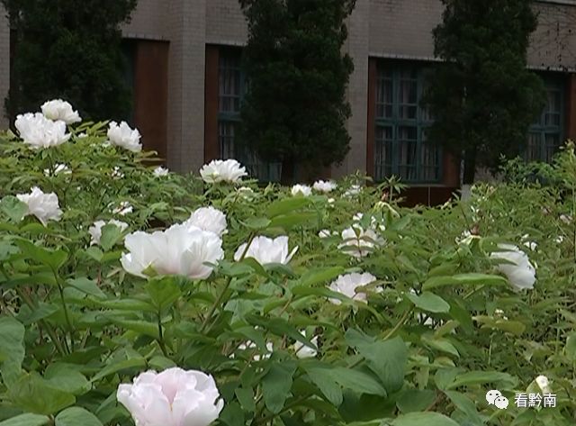 牡丹花櫻花桃花藏在都勻深閨的秘密花園等你來