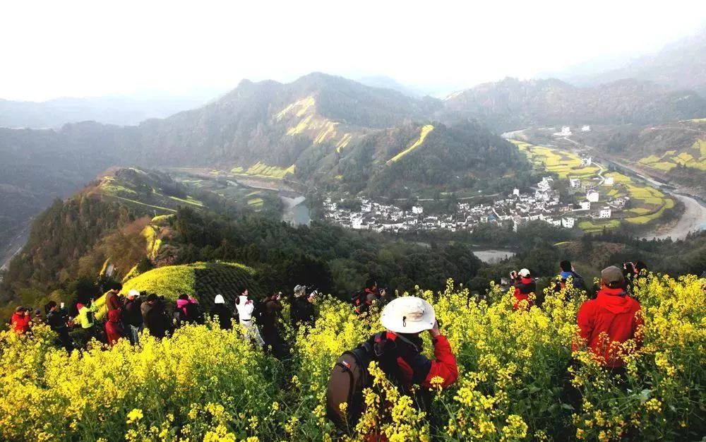 定了黃山最美油菜花節3月25日在祖源開啟