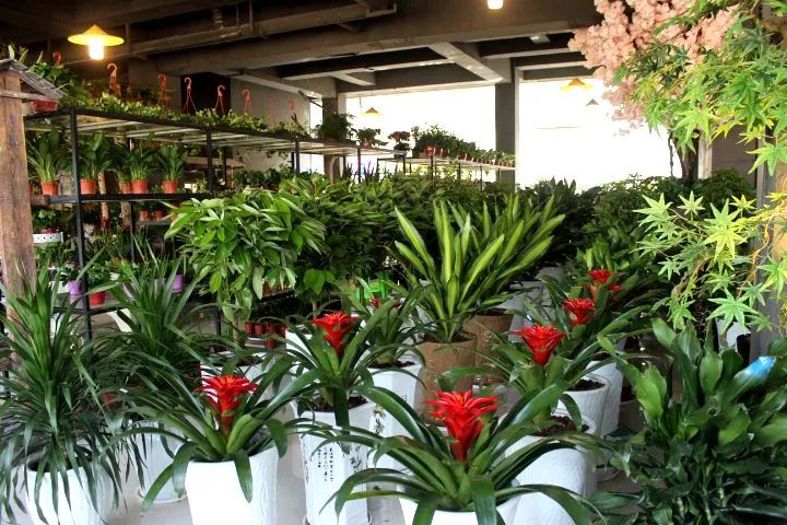 凤冈首家大型花卉市场明天开业几百种花卉绿植挑花眼