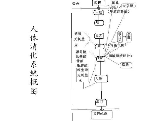 人体消化系统