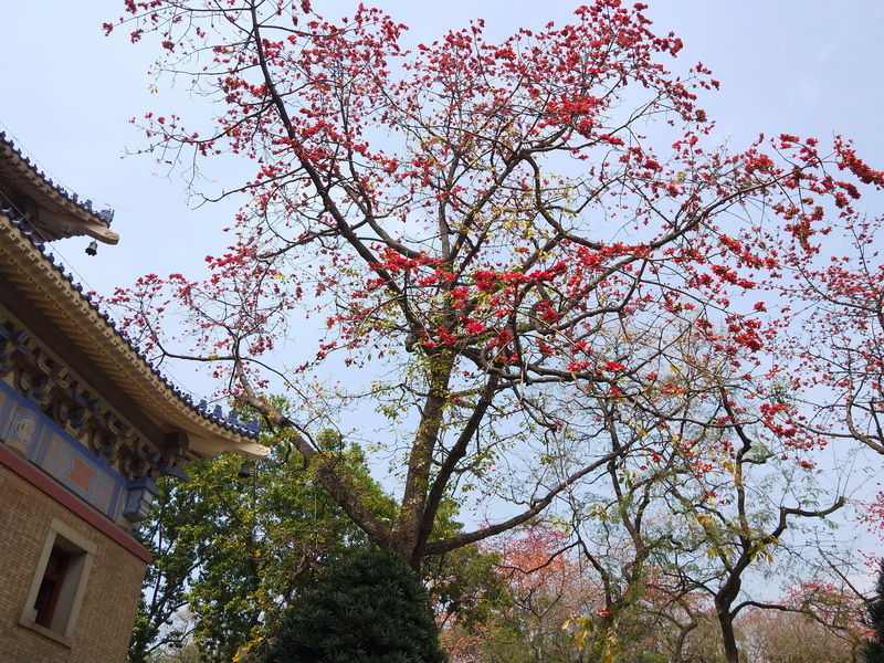 英雄花盛開了廣州又增添火紅的美景觀賞木棉花就來這裡