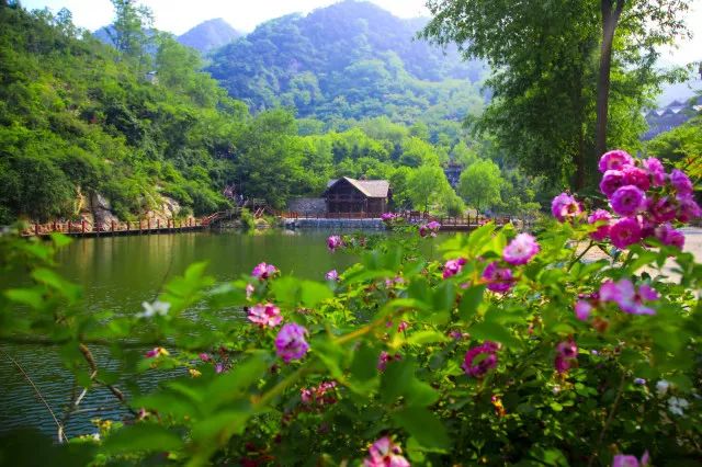 九如山濟南的春天是黃色的公園裡的迎春,連翹,雙泉鎮的油菜花田,都在