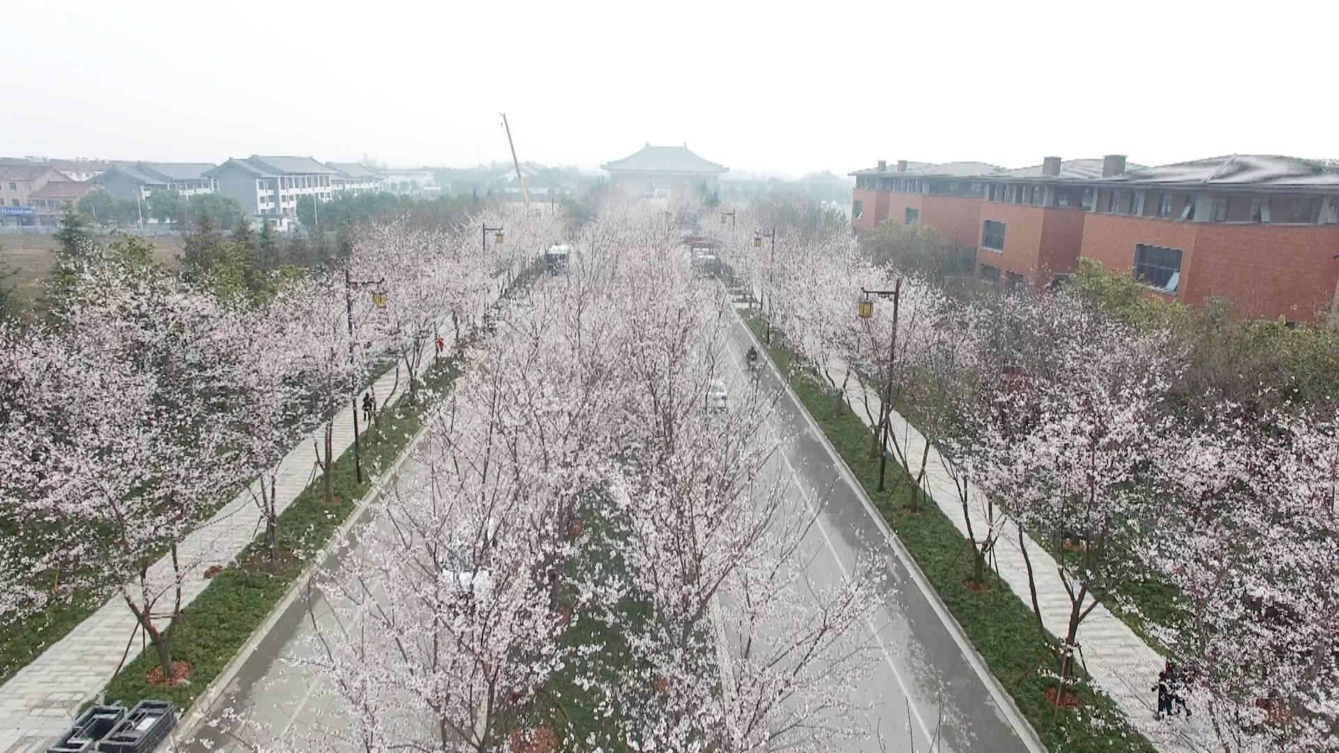 樱花盛放,烂漫如雪!扬州樱花大道,赏春好去处