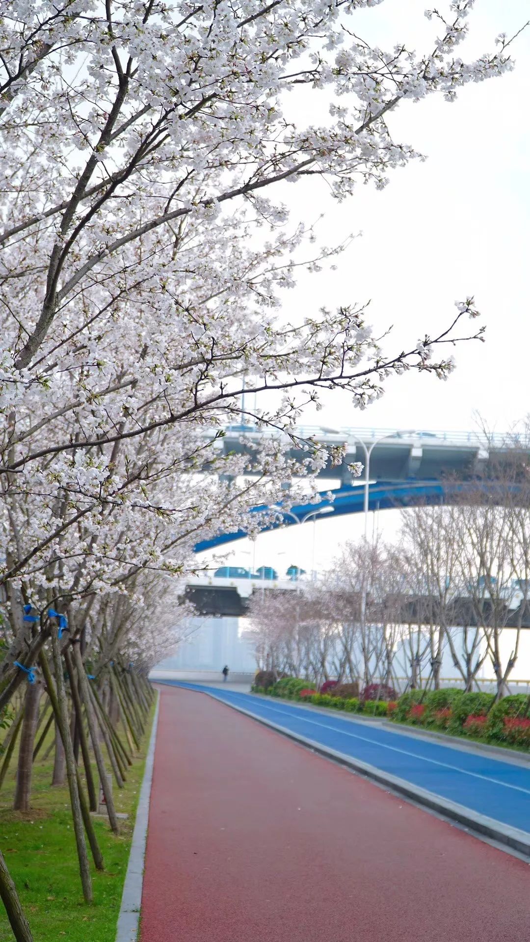 滨江闻涛路这条最美跑道,成为杭城的最新颜值担当,今年如期,樱花盛开
