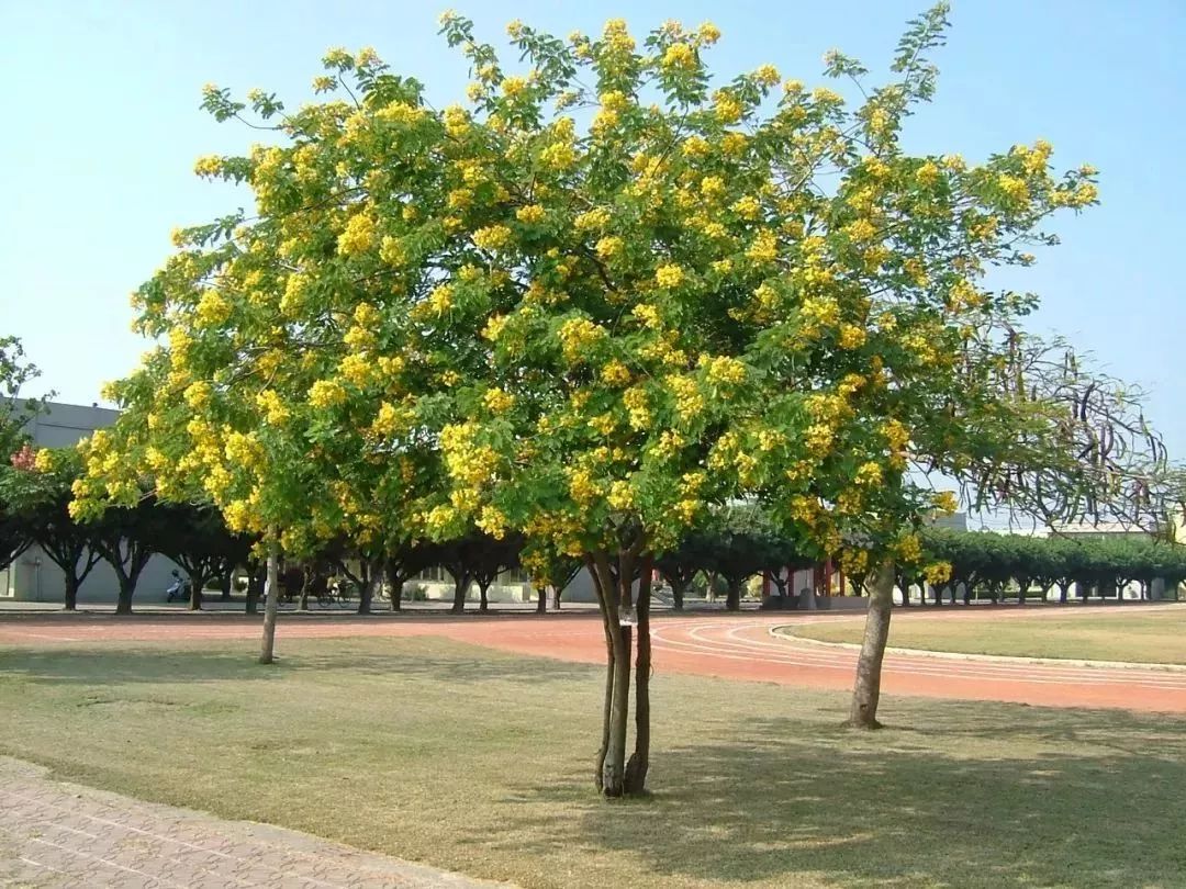 花瓣在微風中輕輕飛舞裝點這個城市的春天它,就是黃槐黃槐樹姿優美,枝