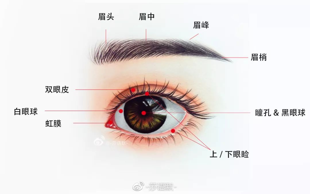 彩铅教程 眼睛 教程详解 一,观察眼睛结构 说