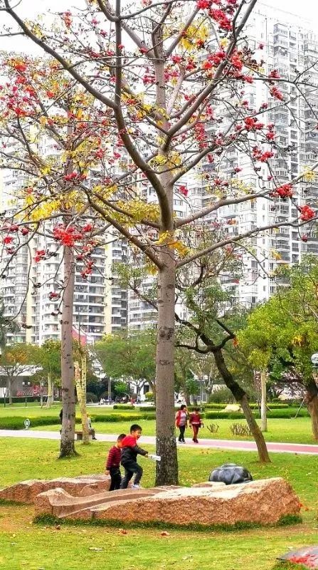 牧 攝進入南湖公園東門,不遠處的大草坪上種了成片的木棉樹和象牙紅