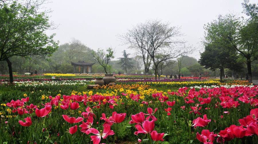 中科院武漢植物園始建於1956年,位於武昌東湖之濱,國家4a級景區,擁有