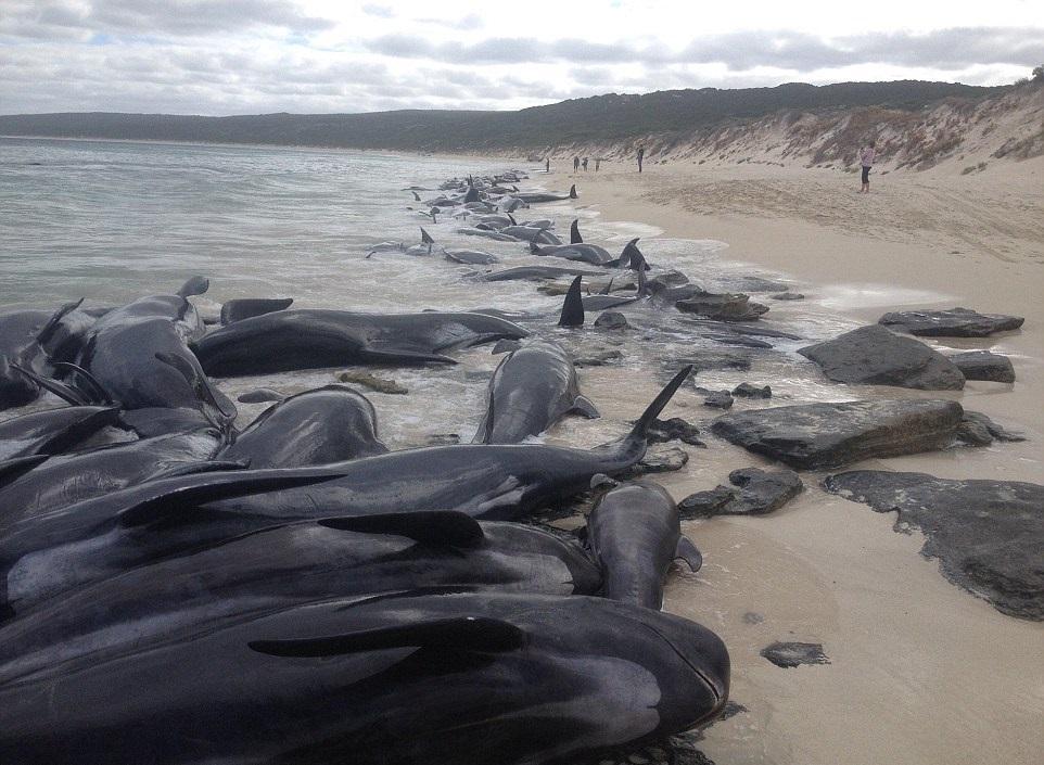 画面令人心碎!澳大利亚150余头鲸鱼搁浅海滩,政府要求警惕鲨鱼