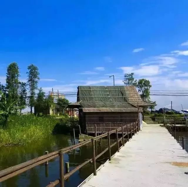 (廣州日報記者蘇俊傑攝)地址:石樓鎮海鷗島東南側紅樹林片區交通:地鐵