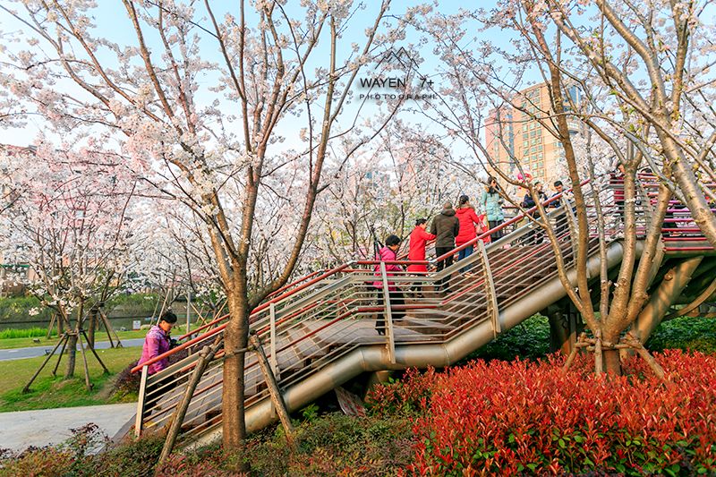 美爆了寧波市區這座以櫻花命名的公園帶著十里櫻花林驚豔寧波