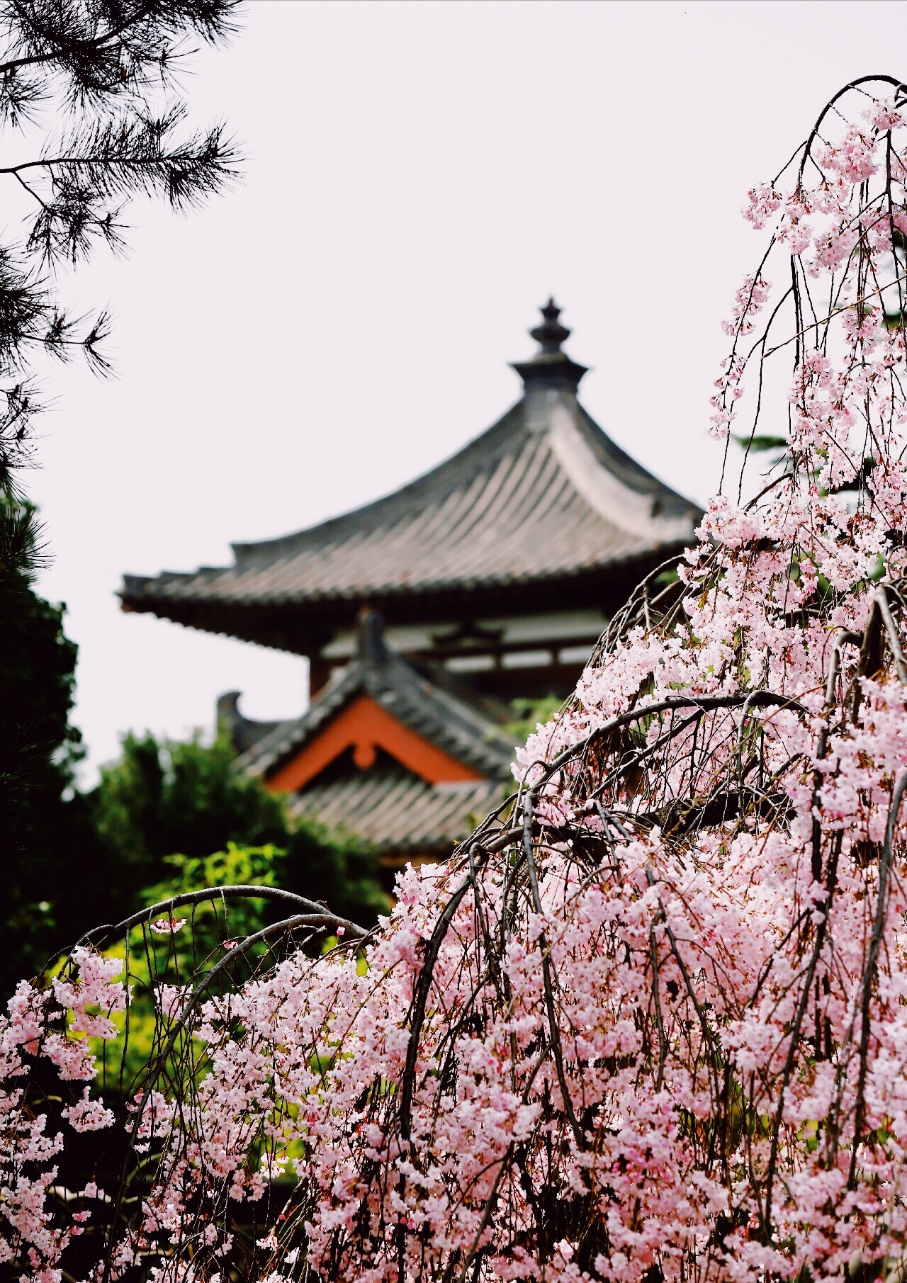 西安樱花寺庙图片