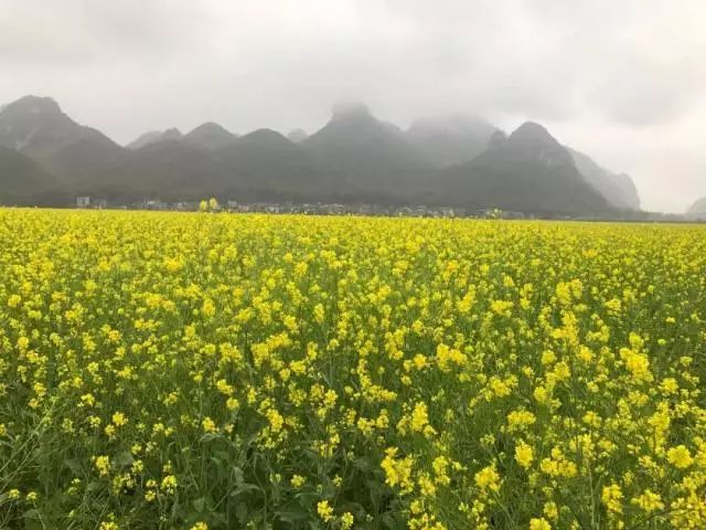 春回大地,萬物復甦,百花齊放,滿眼都是生機勃勃的景象.