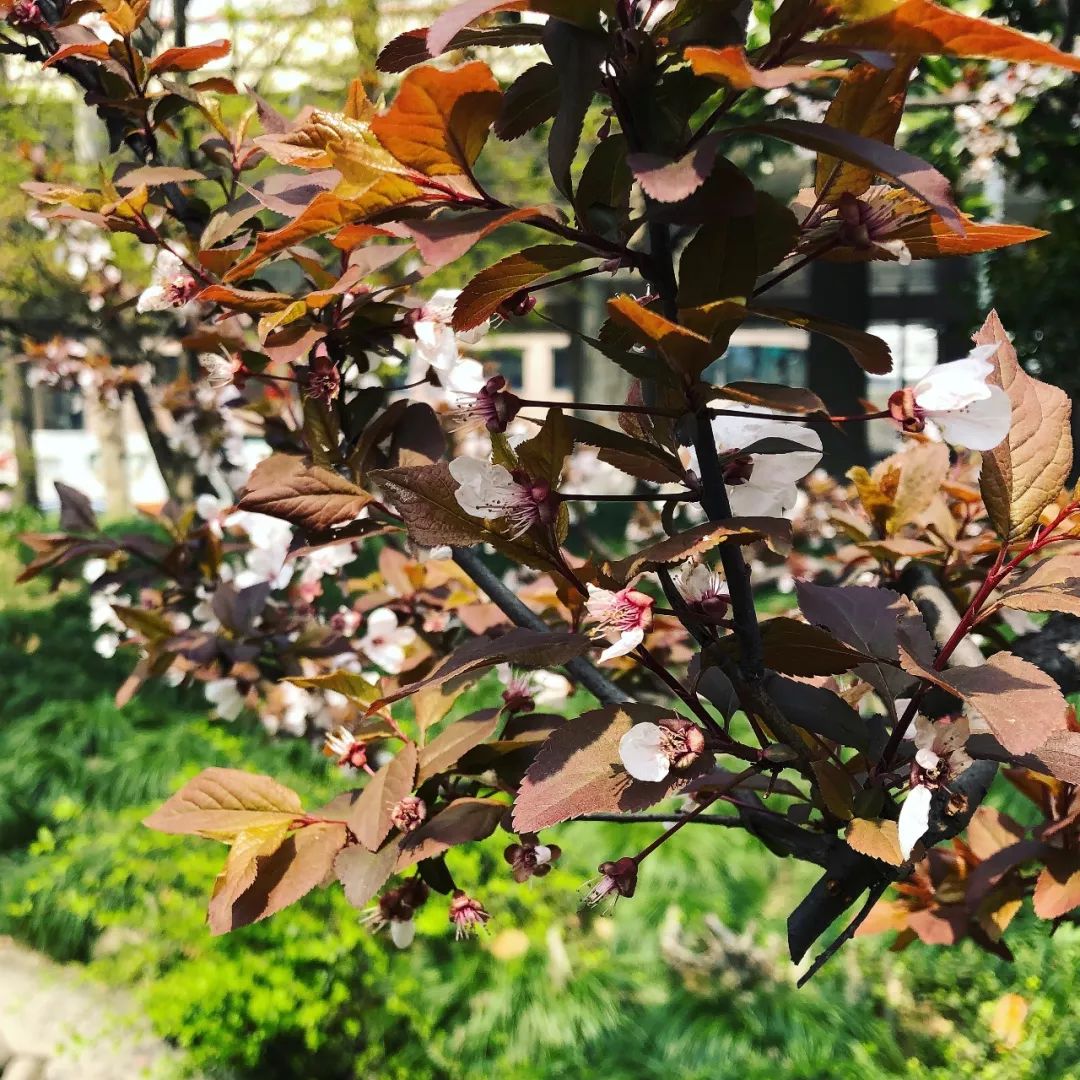 跟著植物學家逛街心公園撿到了幸運豆發現了珍稀野植還