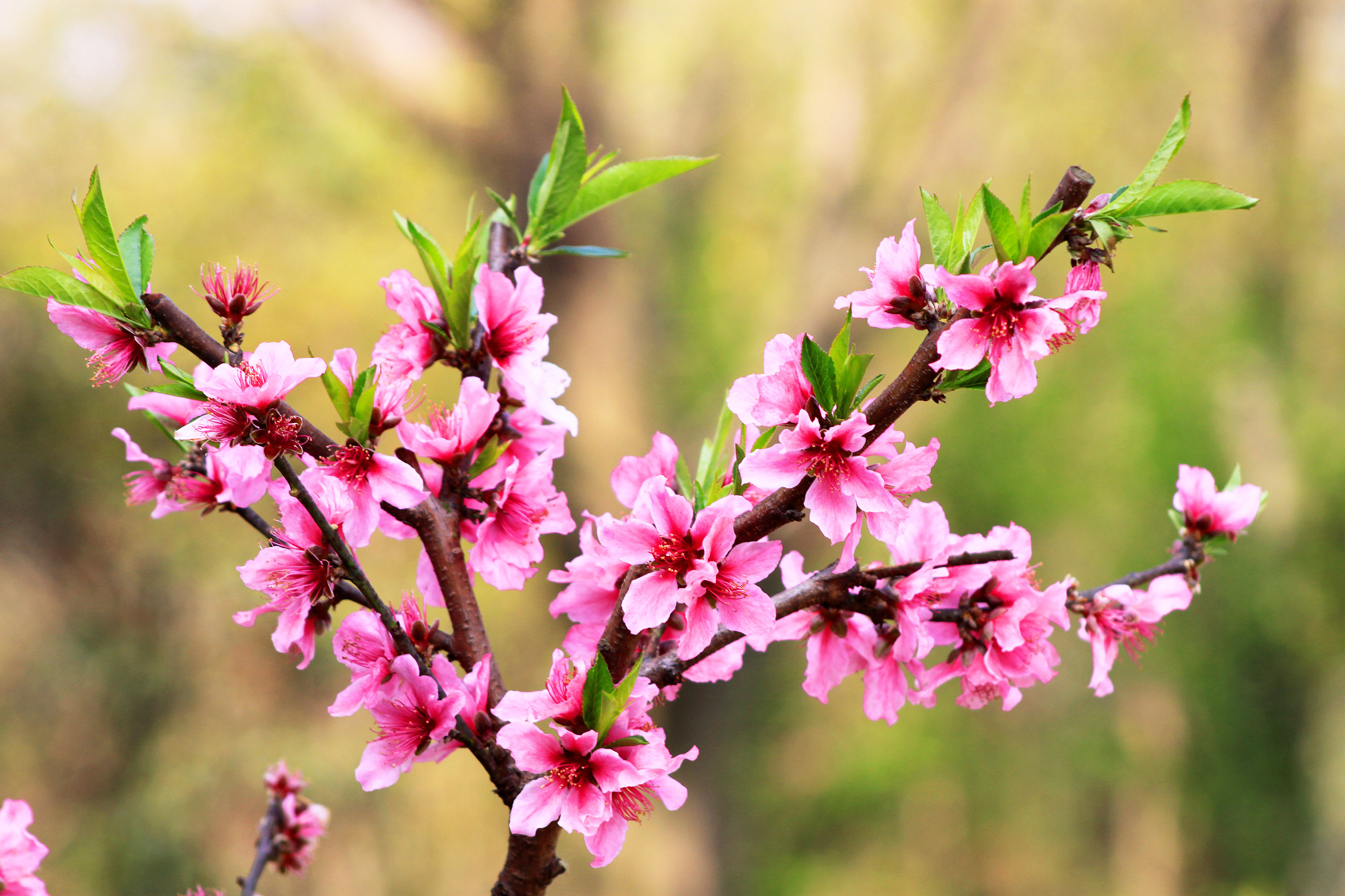 桃花,水一样柔软的花朵但它却是这个春天里最美的花朵
