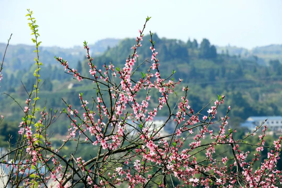 独家视频賨州花事岳池篇