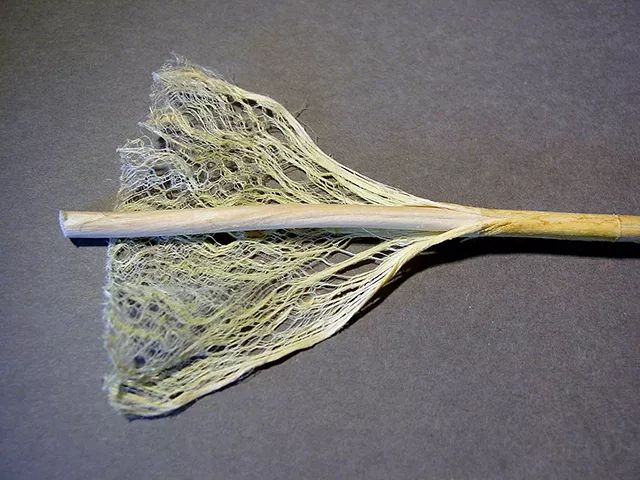 大麻的茎和韧皮图片:natrij / wikipedia进一步制成的大麻纤维