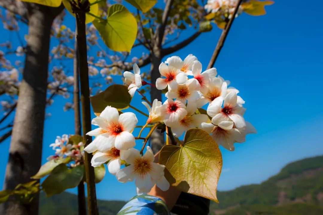 油桐花,看得見的兒時的記憶