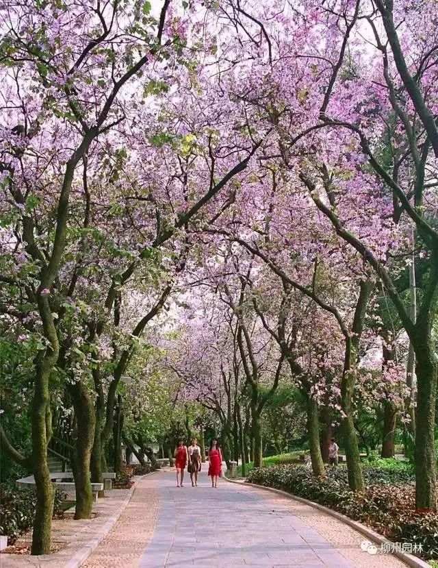 广西柳州紫荆花季节图片