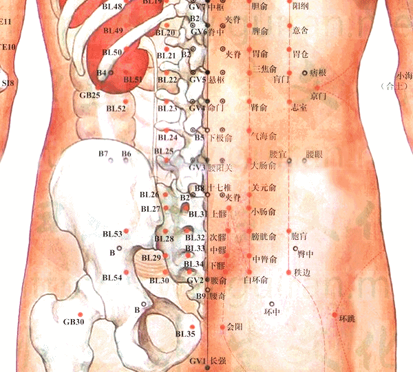 肾和腰眼的位置图片图片