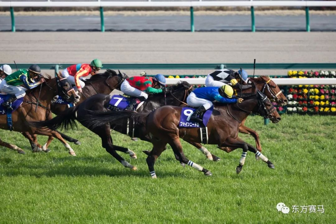 昨天(3月25日,在日本的中京竞马场(chukyo racecourse)举行了总奖金2