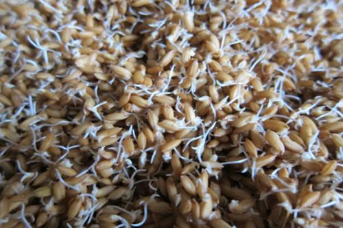水稻种子催芽有芽无根有根无芽怎么办如何预防根芽不齐现象