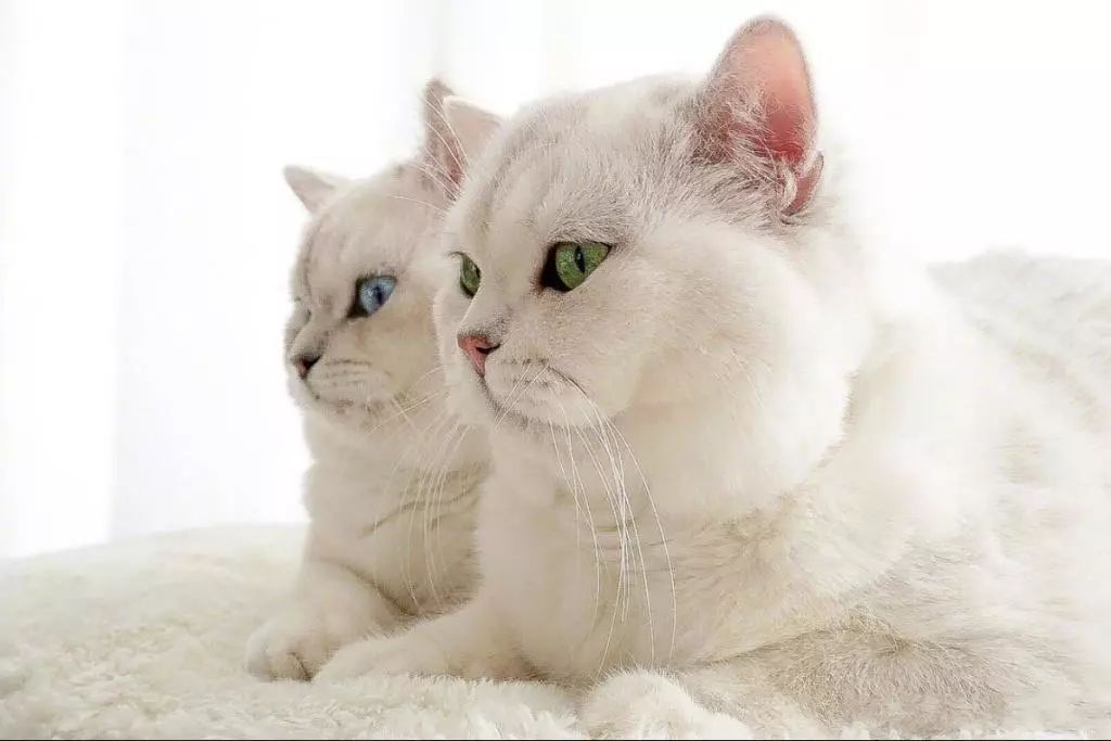两只圆滚滚的胖猫咪,这一蓝一绿的大眼睛也太好看了吧!
