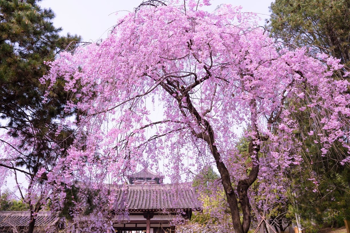 青龙寺樱花树图片