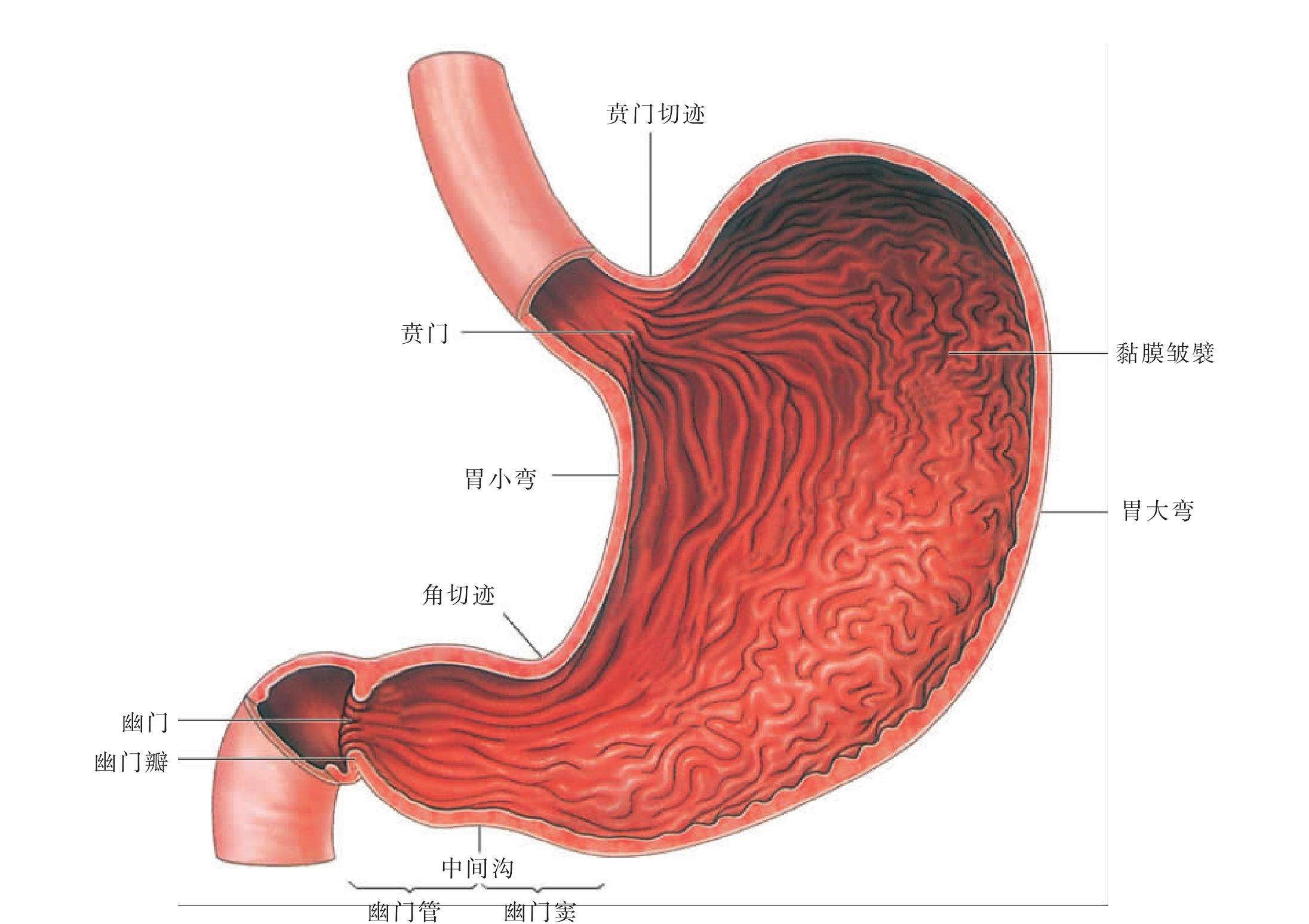 胃前壁和胃后壁图片图片