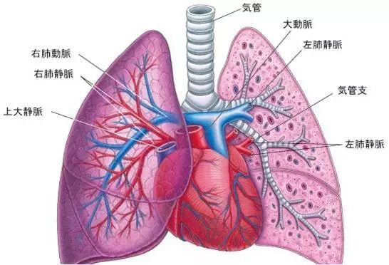 高清肺部结构图图片