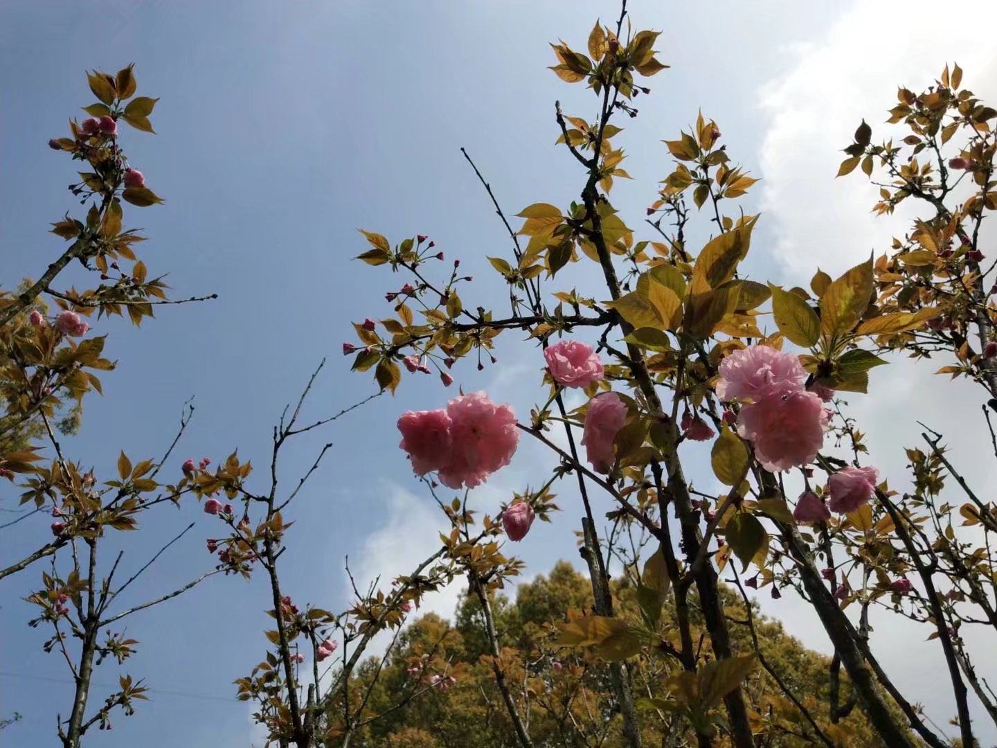 的四五月份是石峰公园的樱花节,大片的樱花盛开,是株洲市的一大盛事