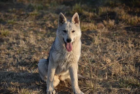 【为捷克狼犬正名】长得像狼但它不是狼,是已认证的犬类品种