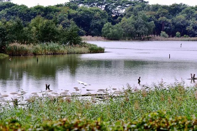 華僑城溼地公園交通指引:廣東省深圳市西部珠江口伶仃洋東側廣東內