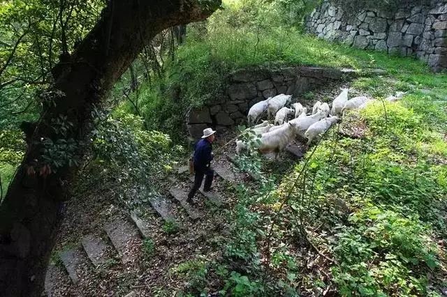 【桃花嶺古道 】寧波的